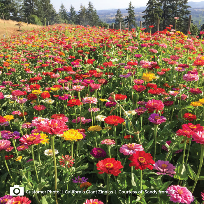 zinnia california giants 