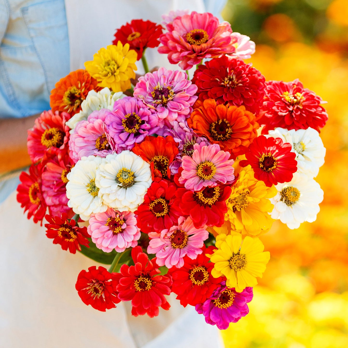 zinnia california giants