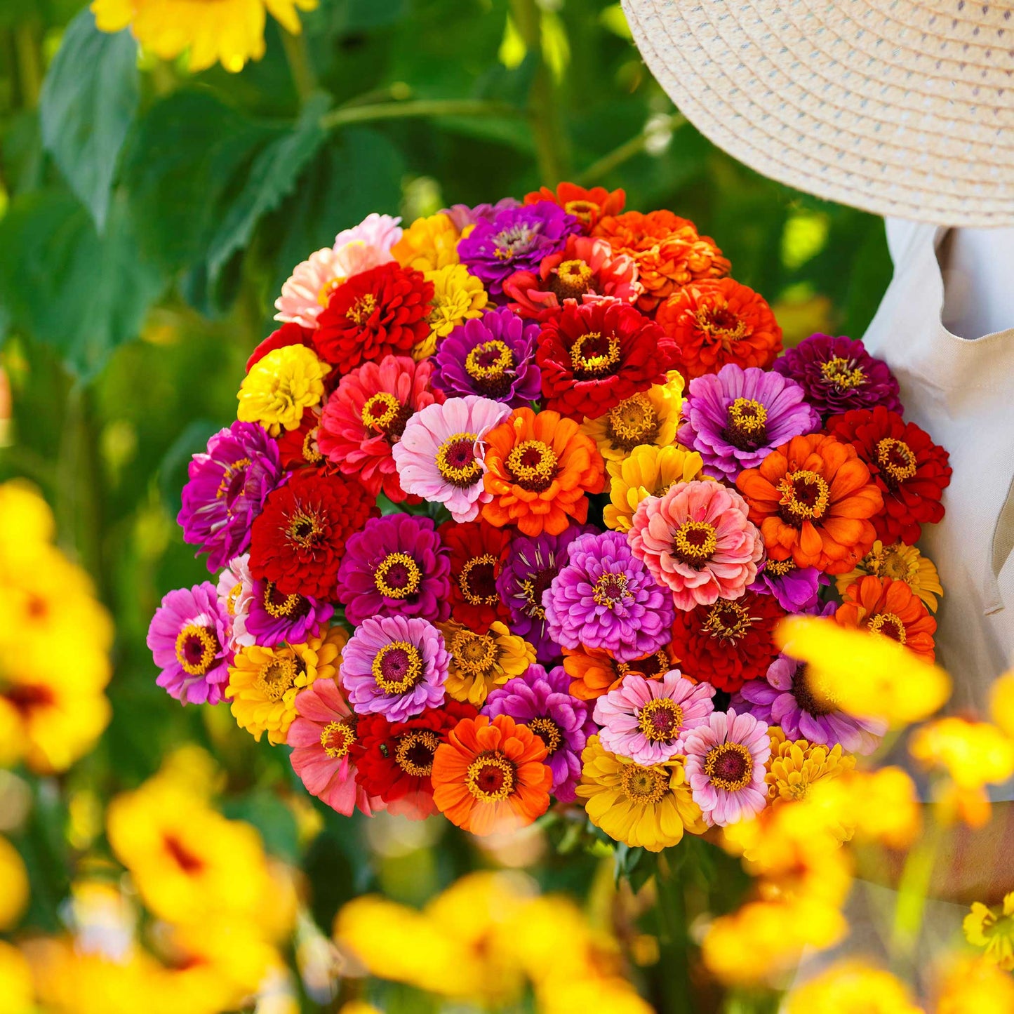 zinnia california giants