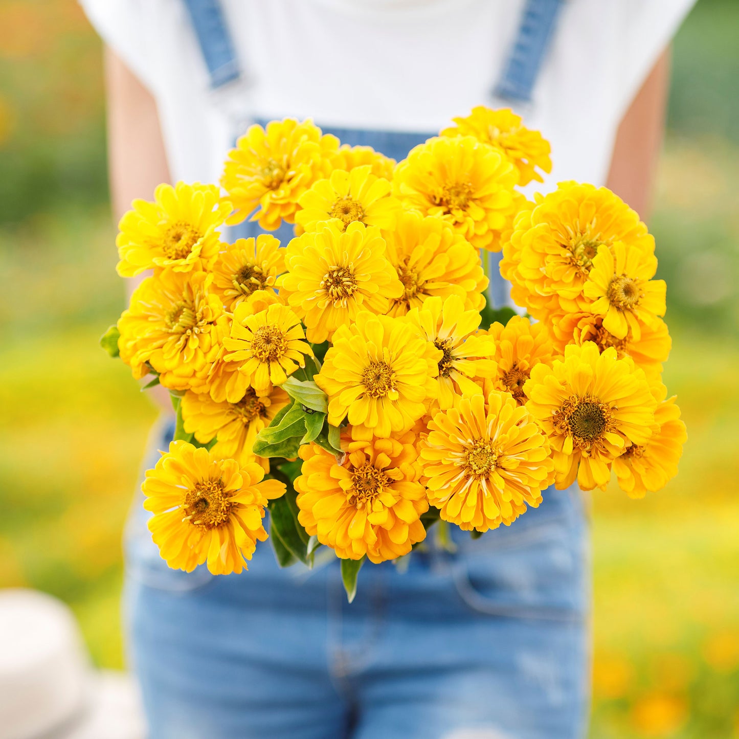 zinnia canary bird