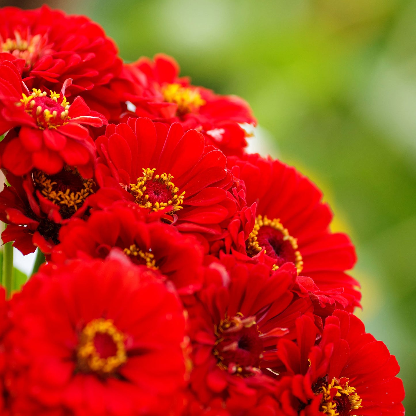 zinnia cherry queen