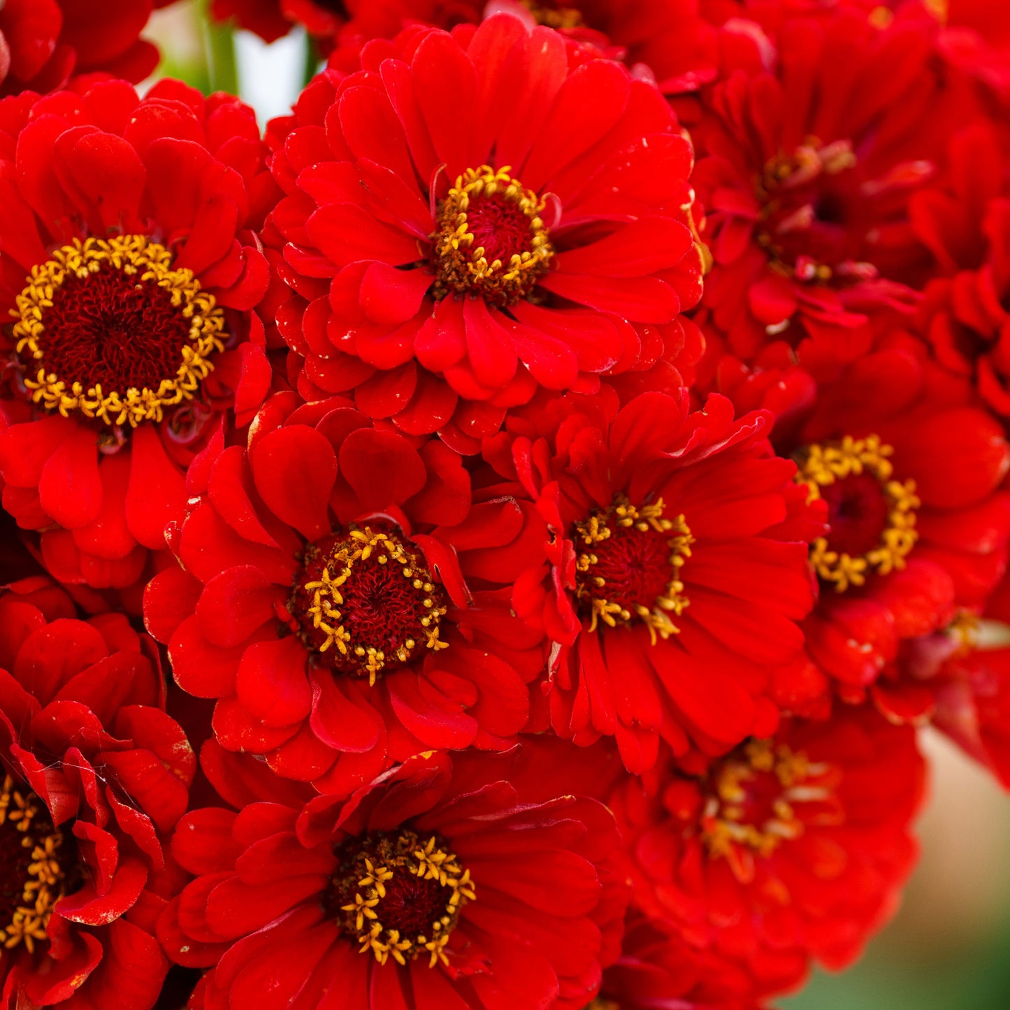 zinnia cherry queen