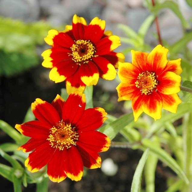 chippendale daisy zinnia