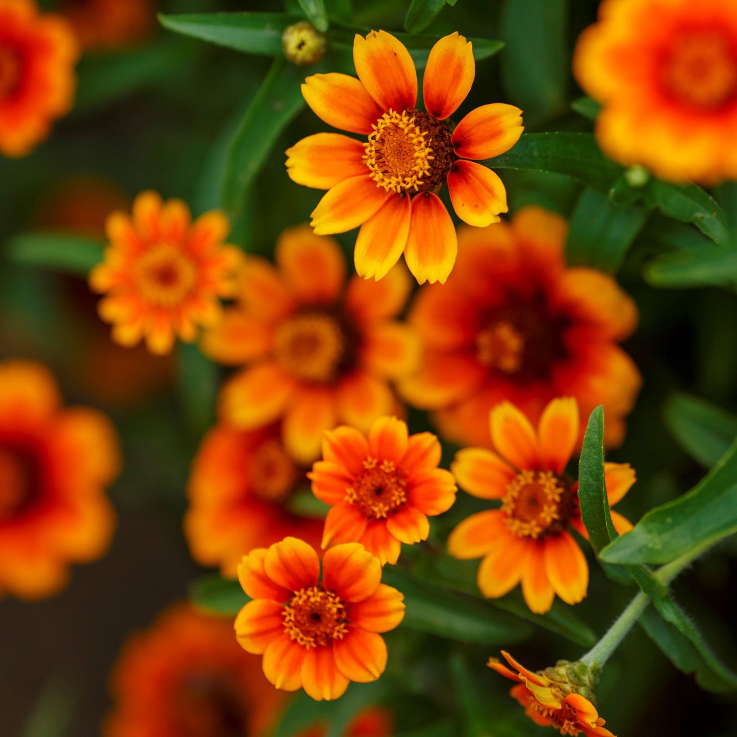 chippendale daisy zinnia