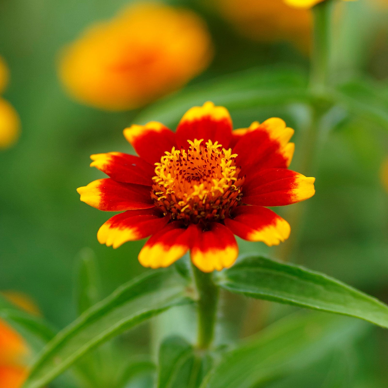 chippendale daisy zinnia