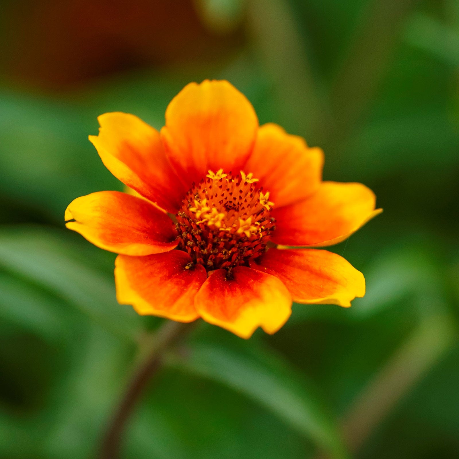 chippendale daisy zinnia