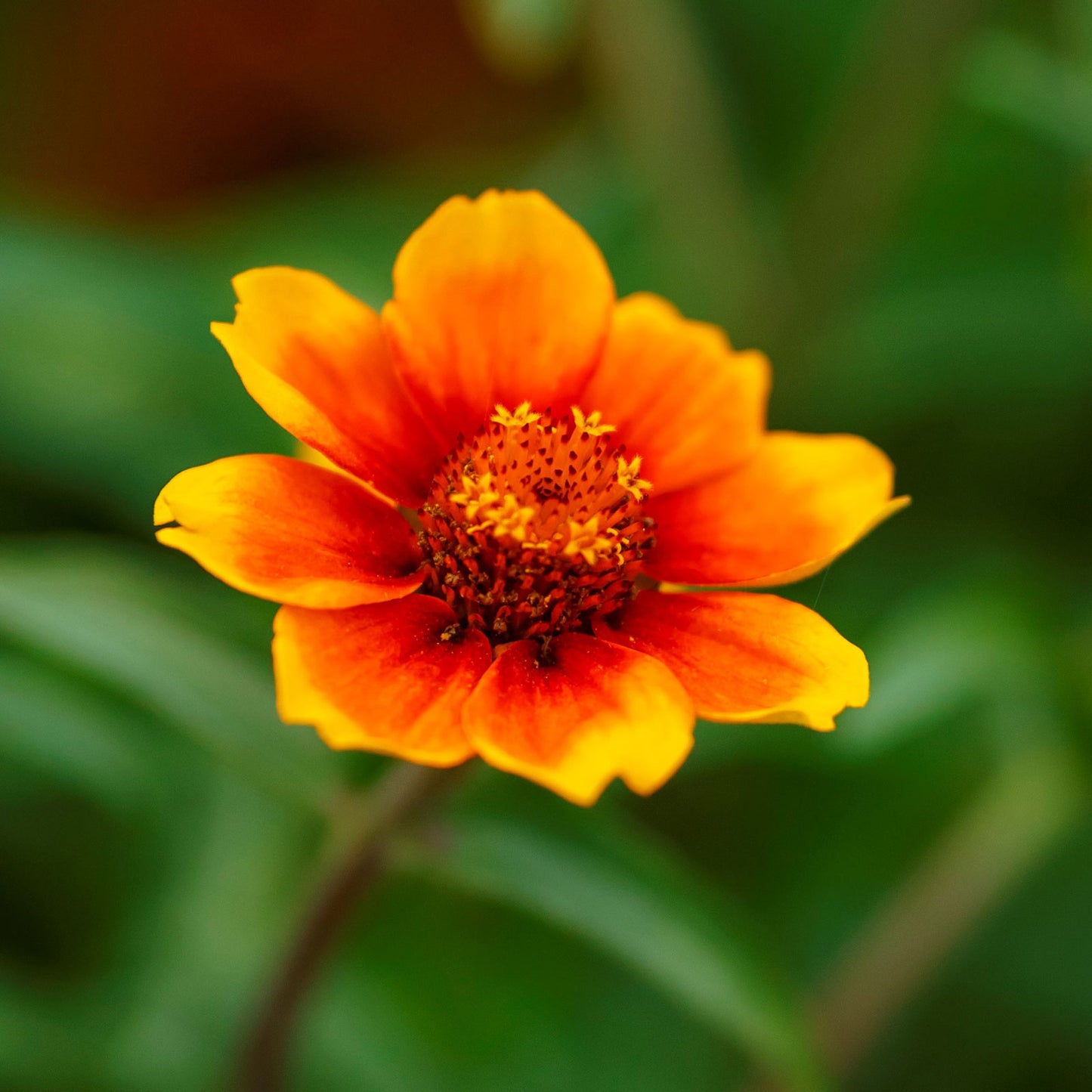 chippendale daisy zinnia 