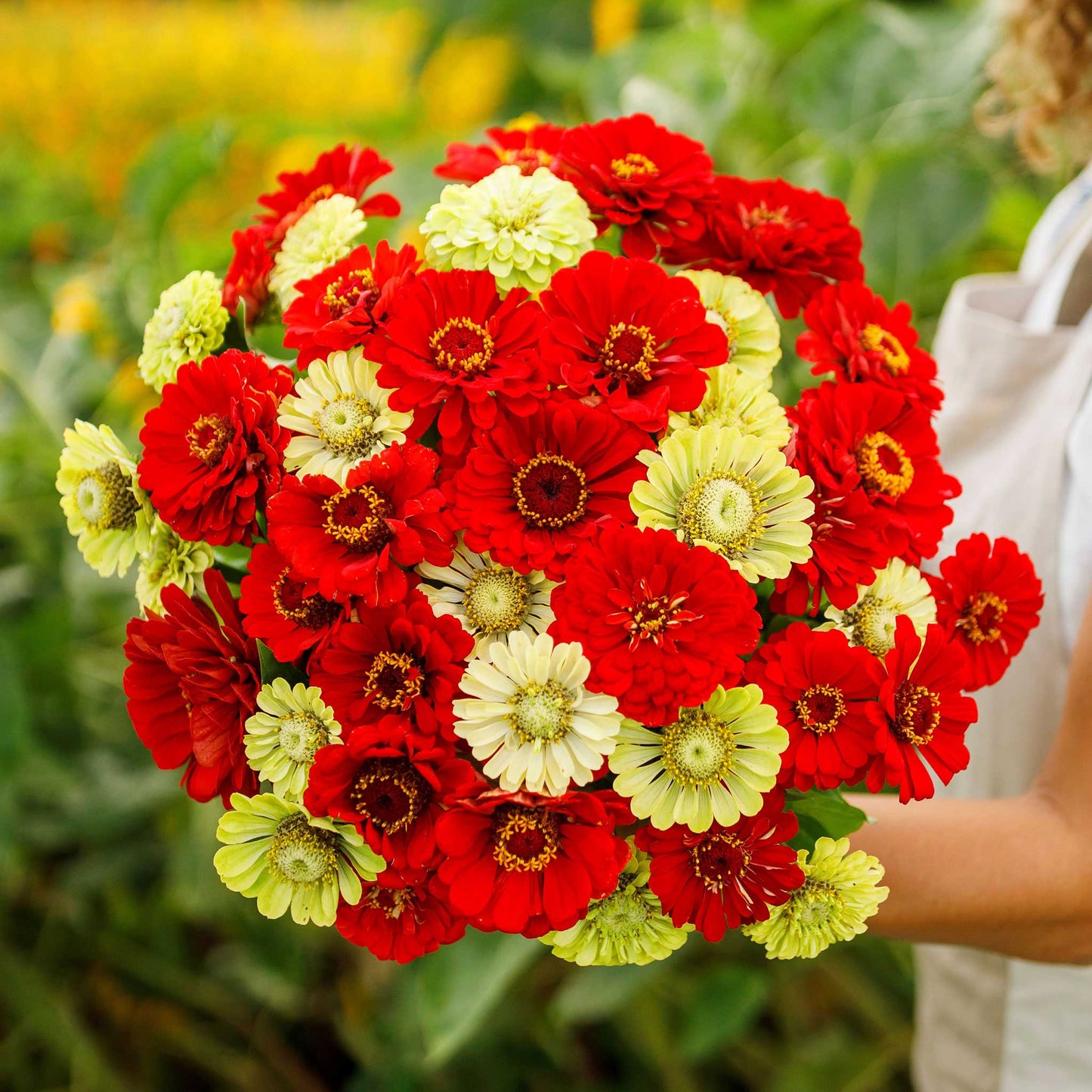 zinnia christmas in july mix