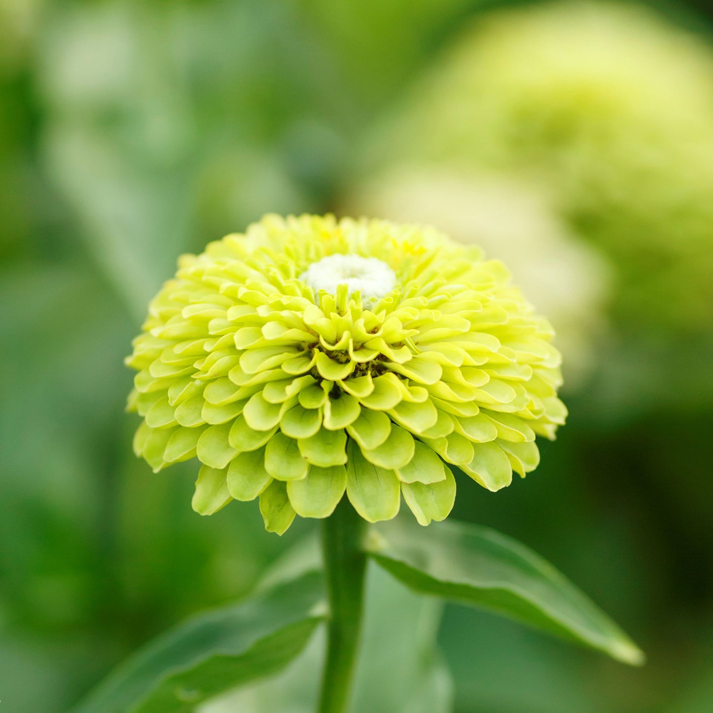 zinnia envy