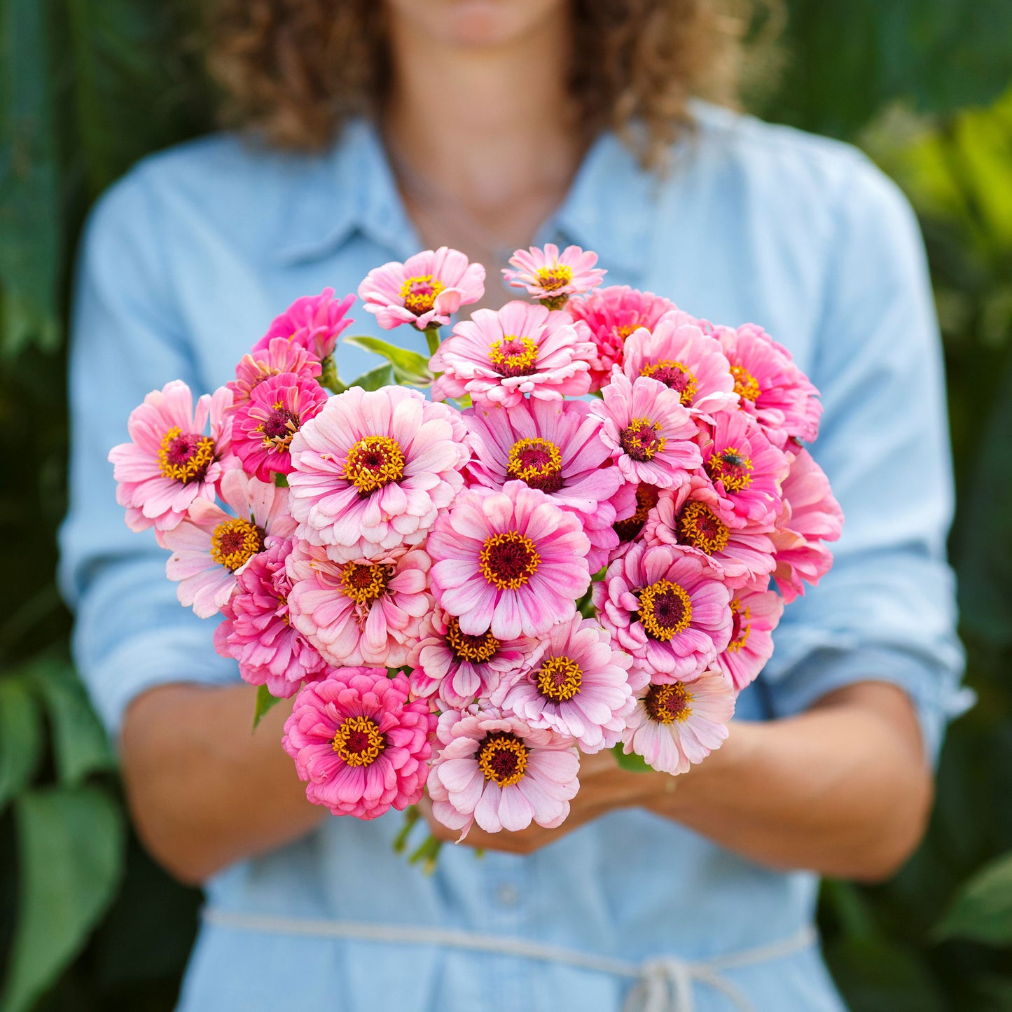 zinnia exquisite