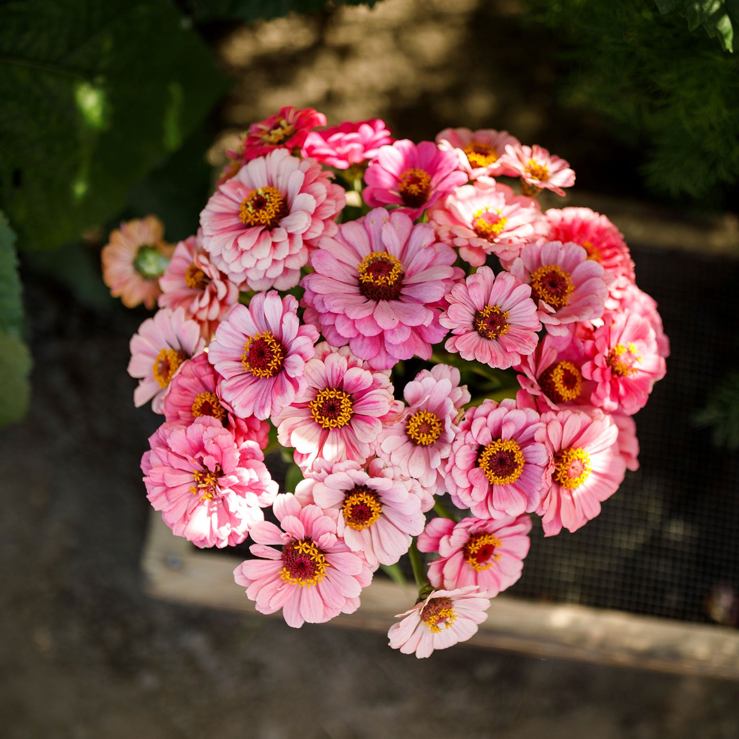 zinnia exquisite