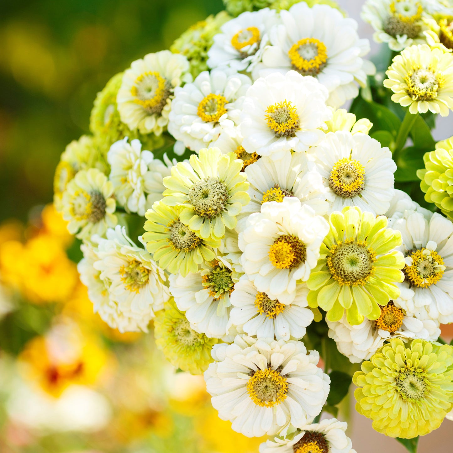 zinnia fresh mix