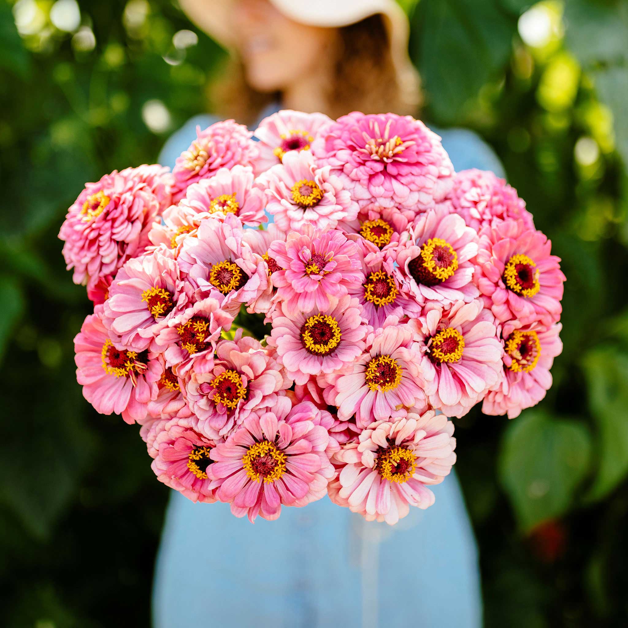 illumination zinnia