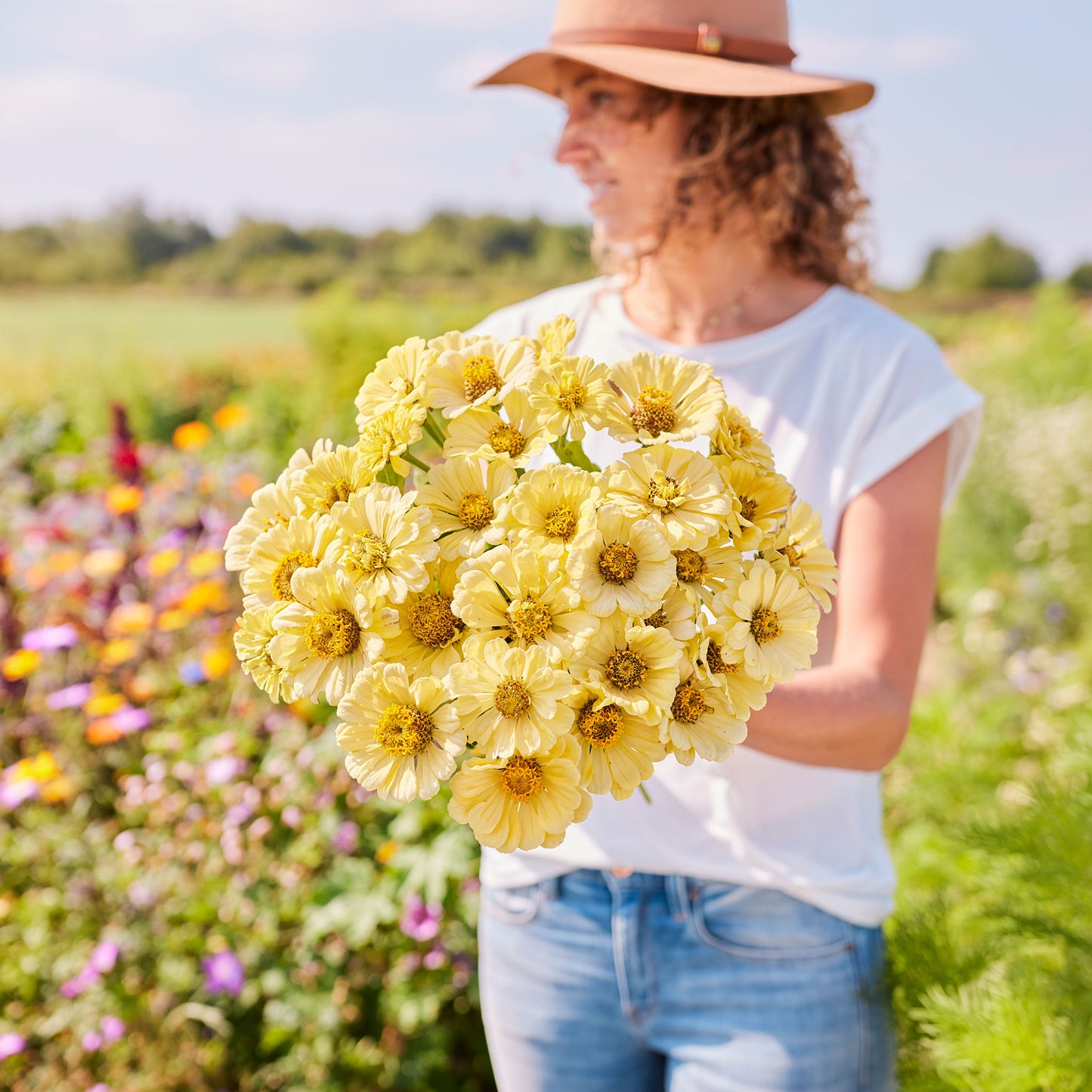 zinnia isabellina