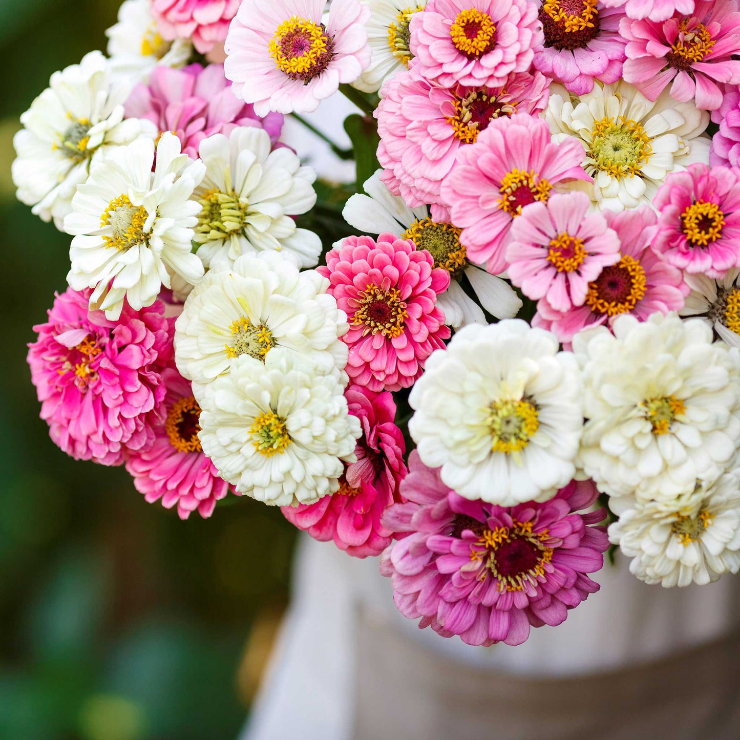 zinnia romantic mix