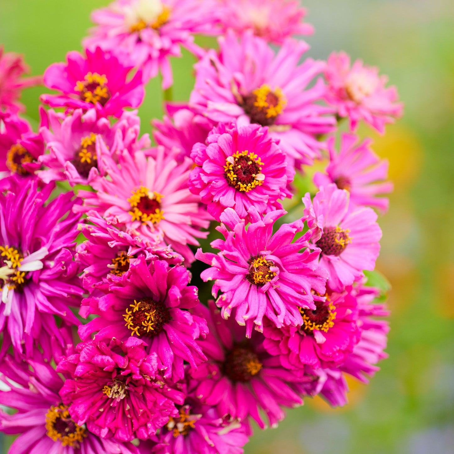 lilac emperor super cactus zinnia 