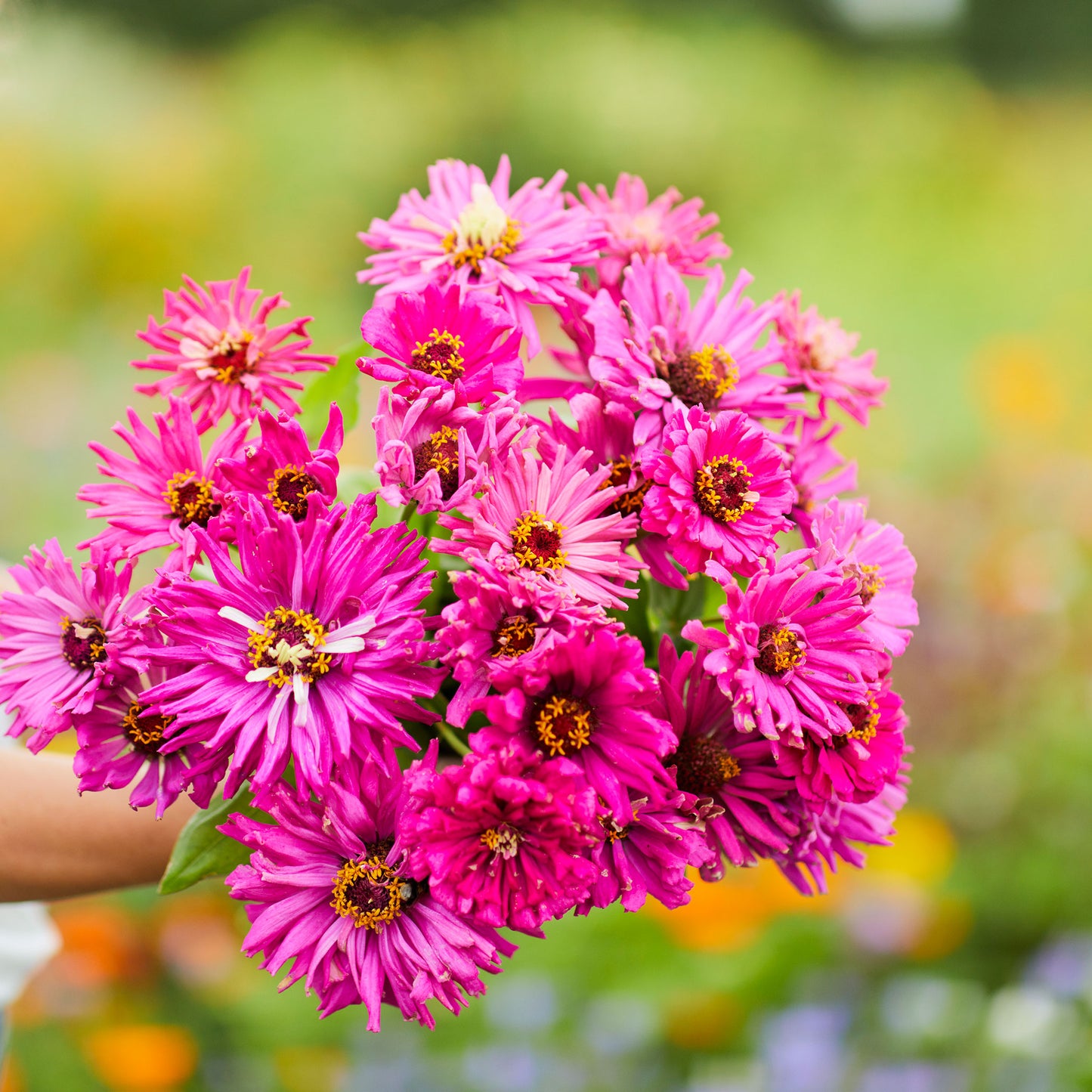 lilac emperor super cactus zinnia 