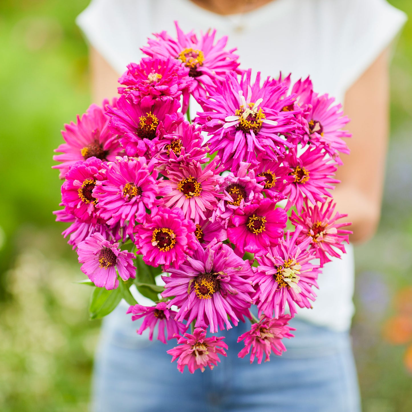 lilac emperor super cactus zinnia 