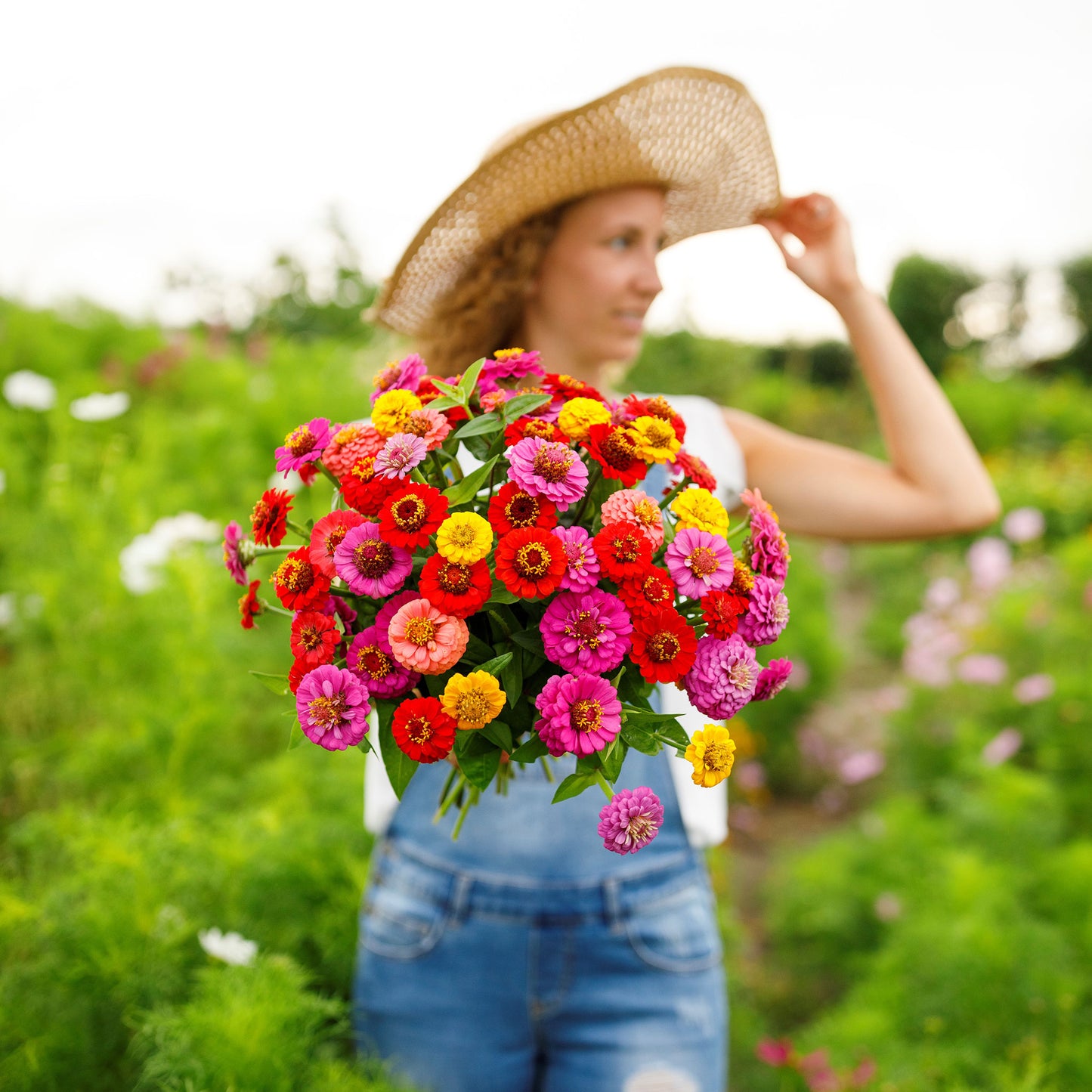 zinnia lilliput