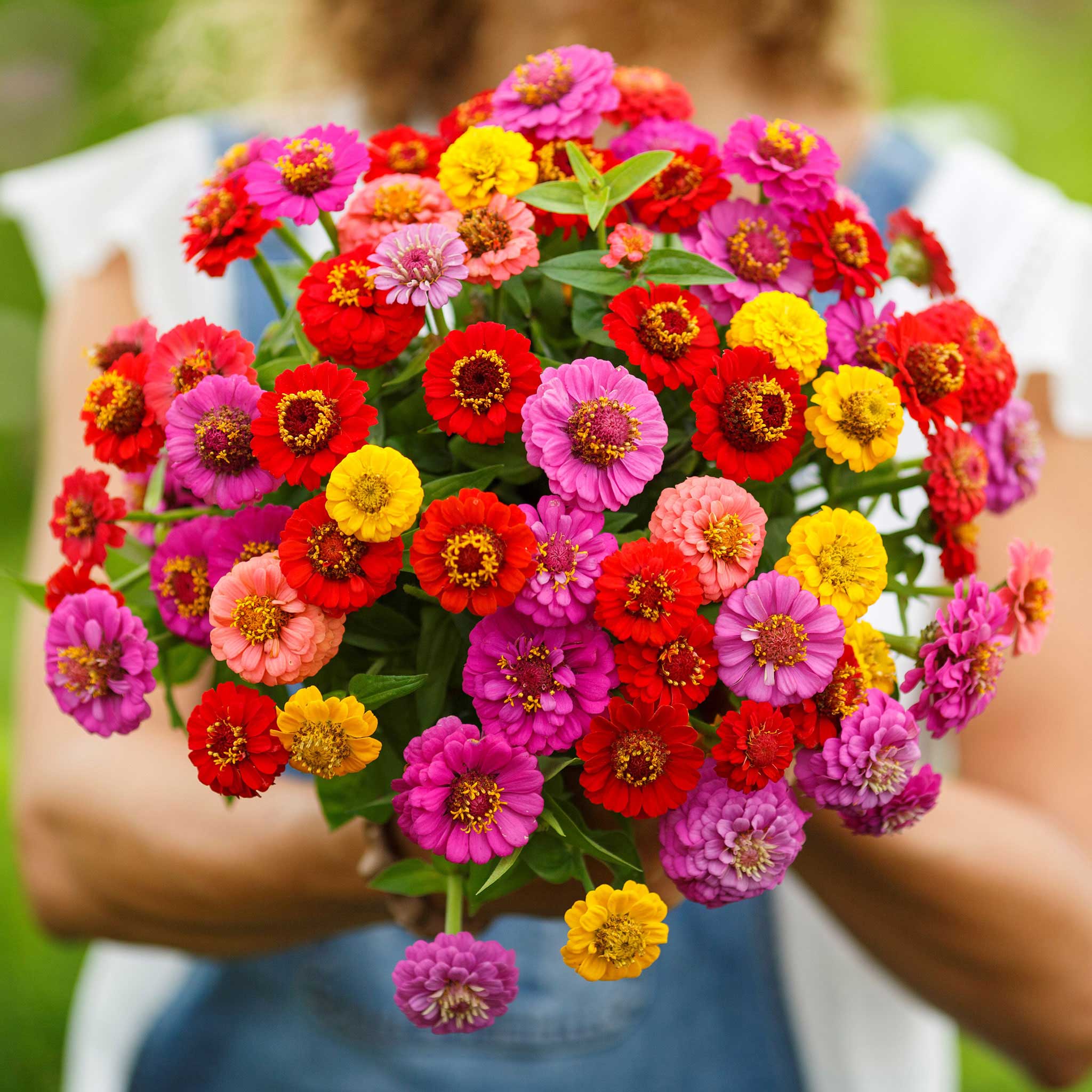 zinnia lilliput