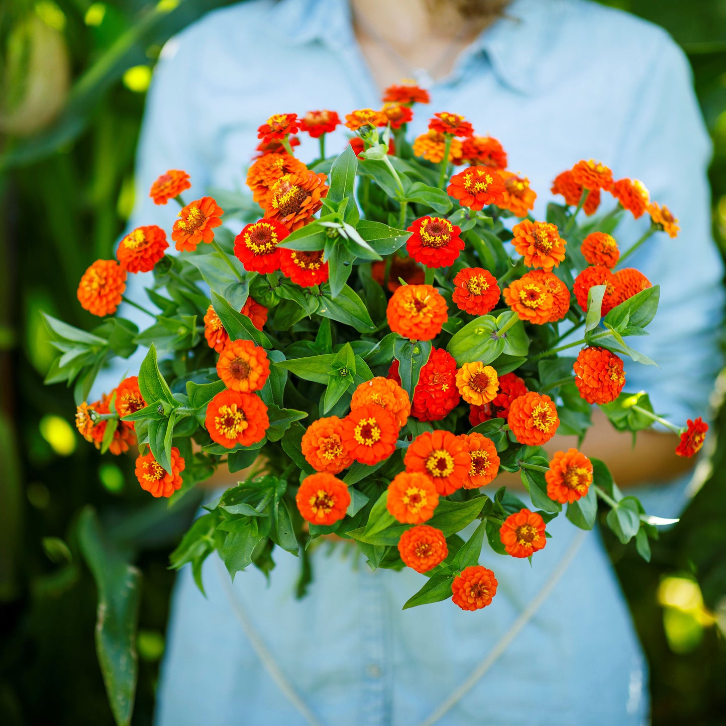 A person holding a bunch of lilliput orange Zinnia flowers with green leaves.