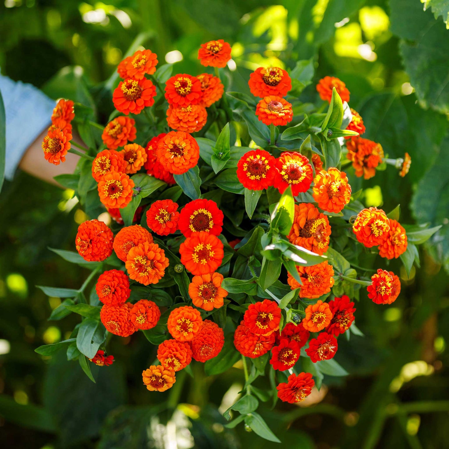 A bouquet of lilliput orange zinnia flowers in a garden setting
