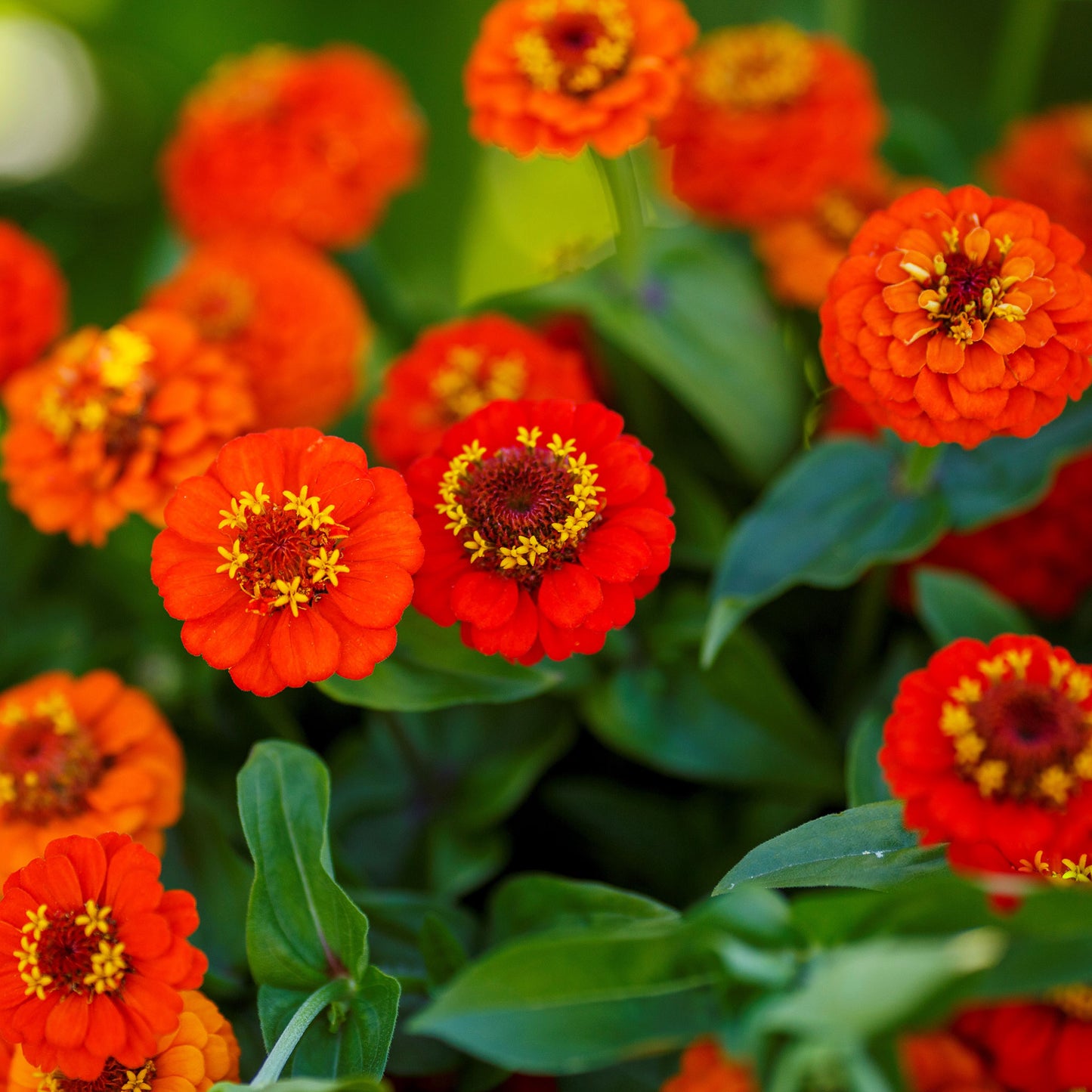 Close-up of lilliput orange zinnia flowers with yellow centers and green leaves.