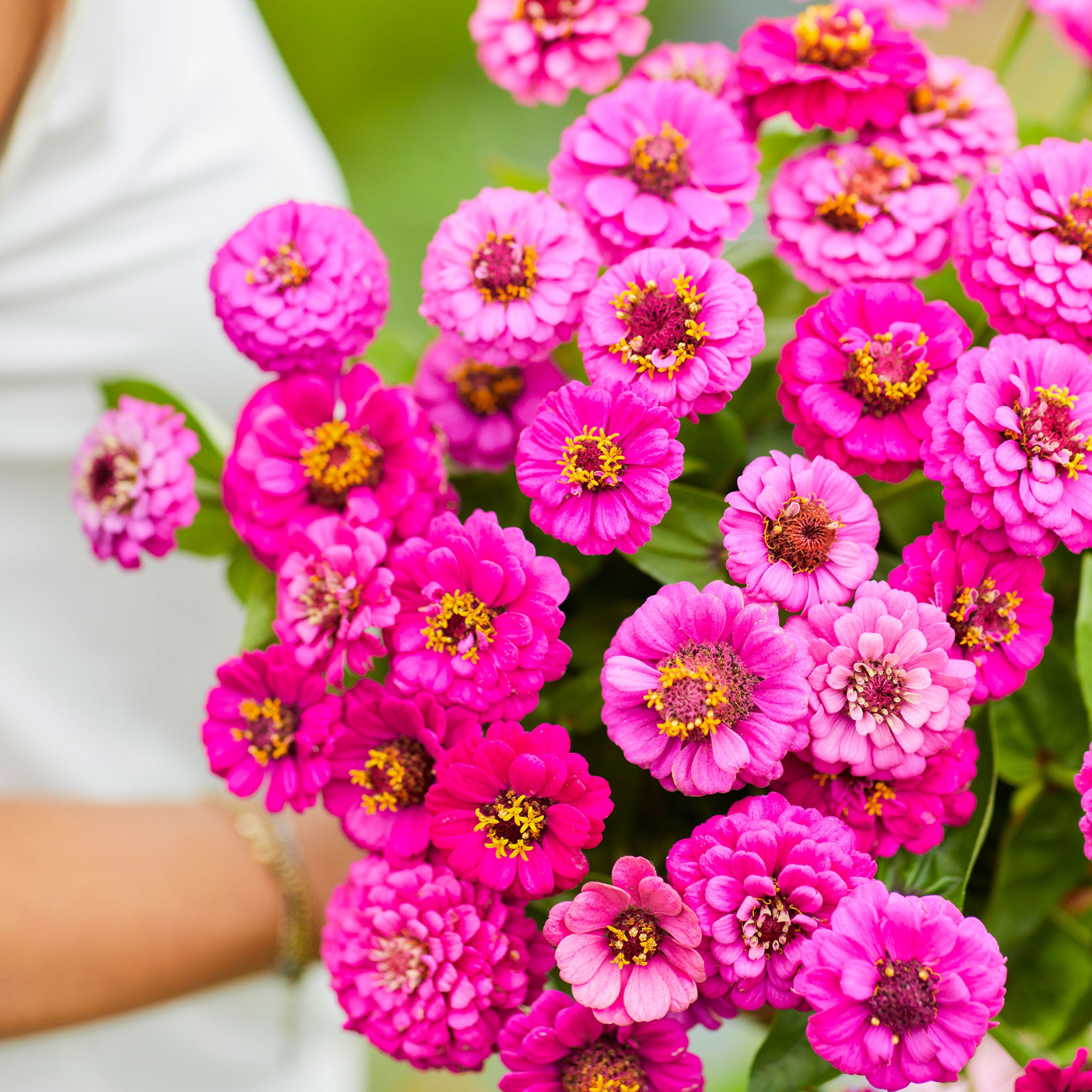 purple lilliput zinnia