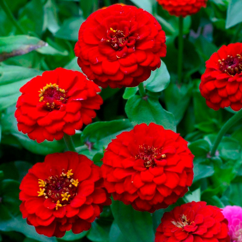 redman lilliput zinnia