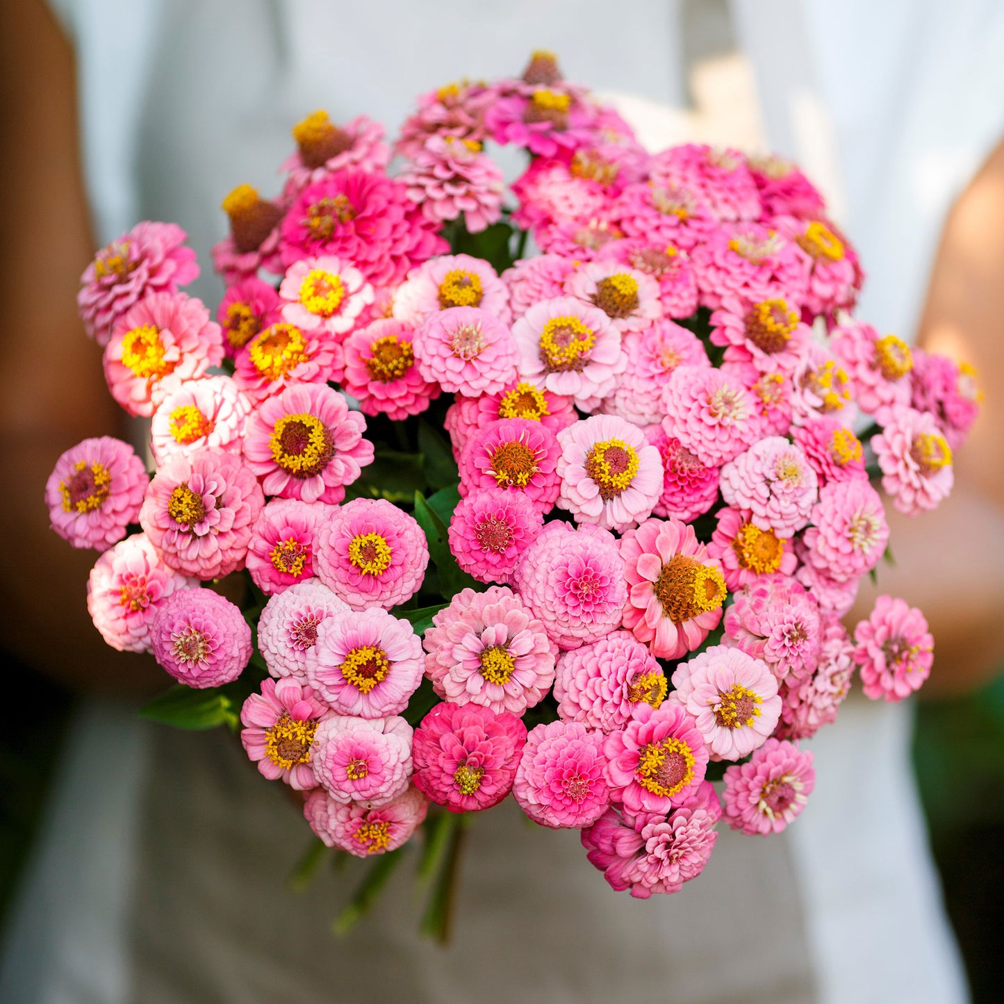rose lilliput zinnia