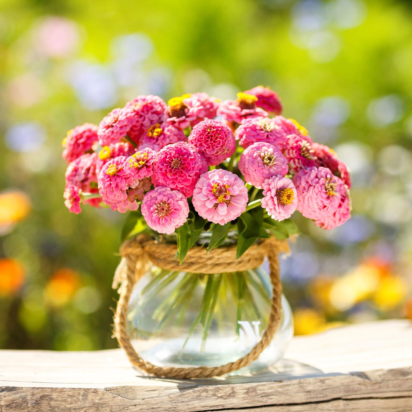 rose lilliput zinnia