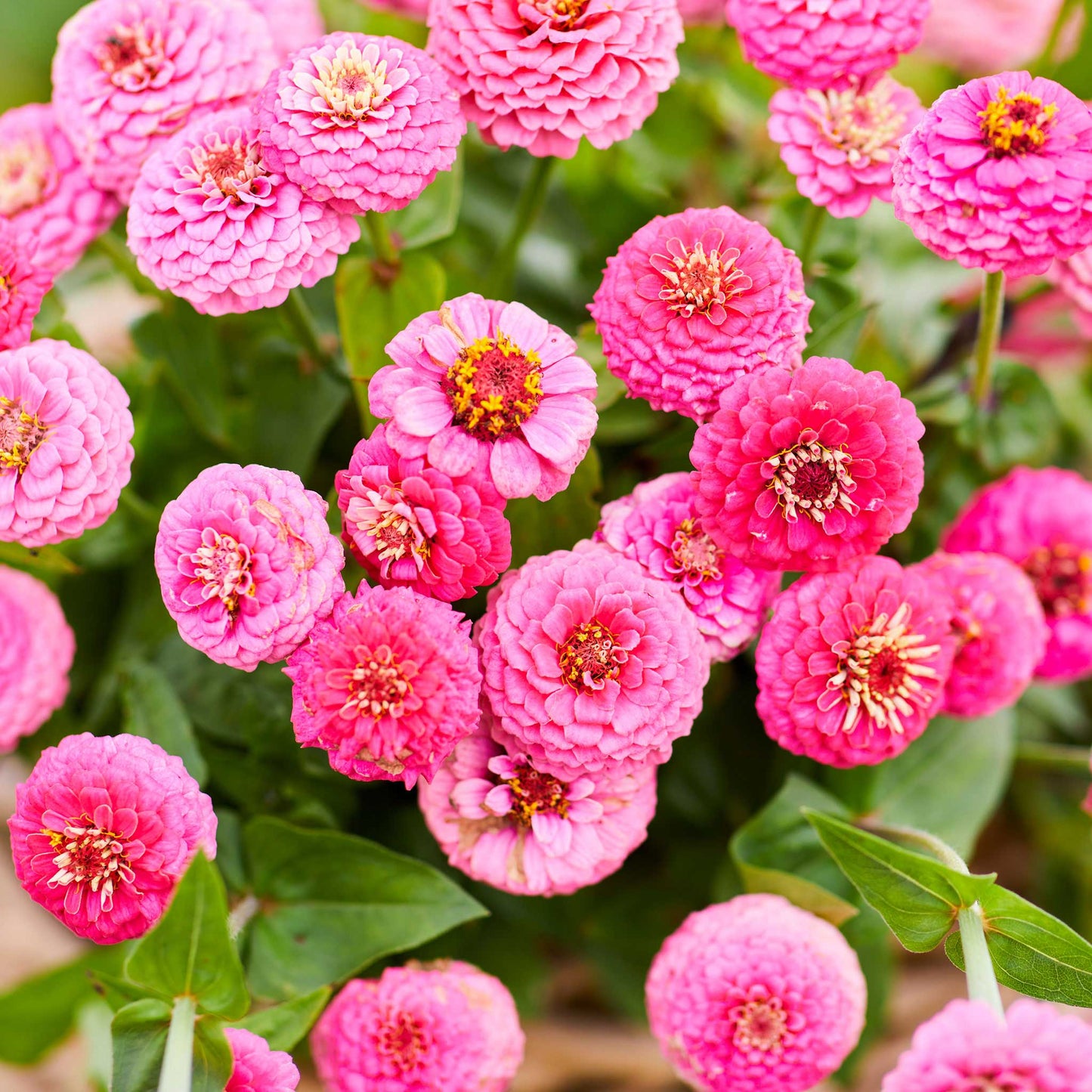 rose lilliput zinnia