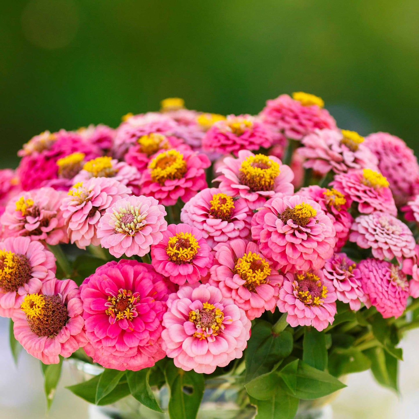 rose lilliput zinnia