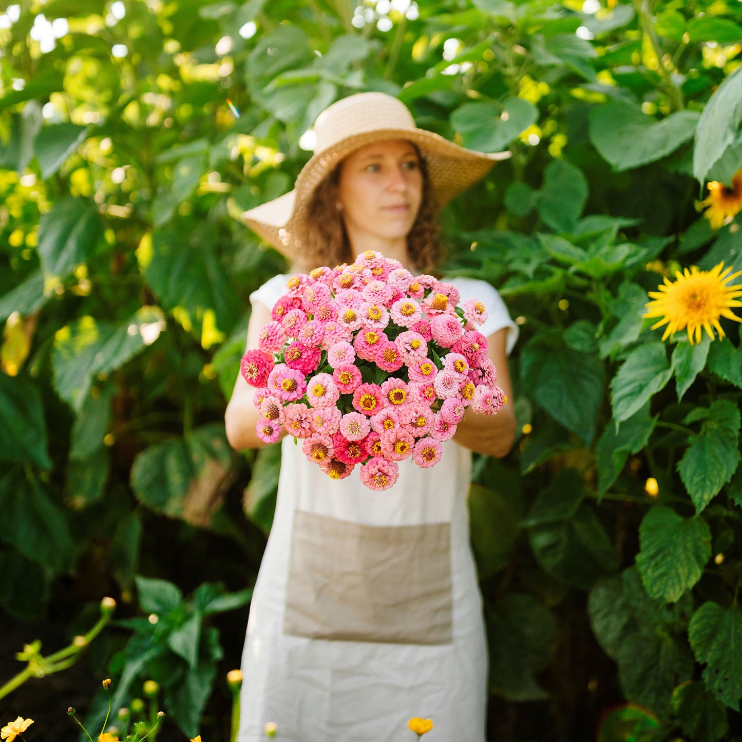 rose lilliput zinnia