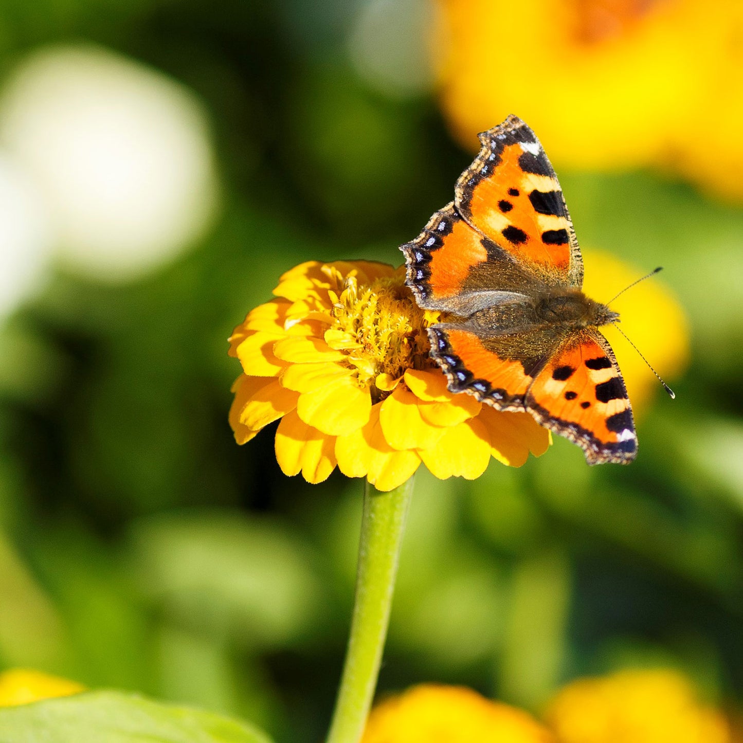 Butterfly on top of a single lilliput yellow zinnia with a blurred background