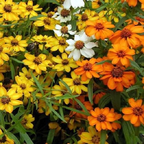 zinnia linearis mix