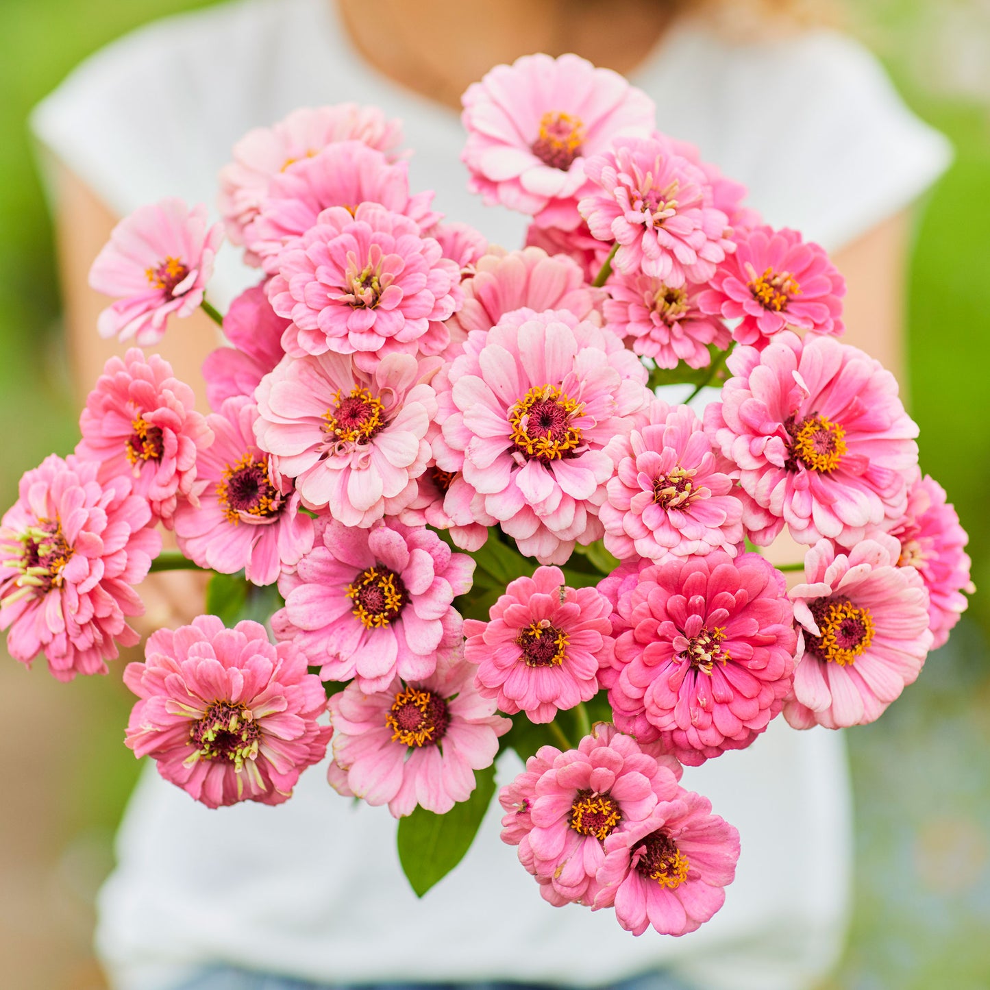 luminosa zinnia