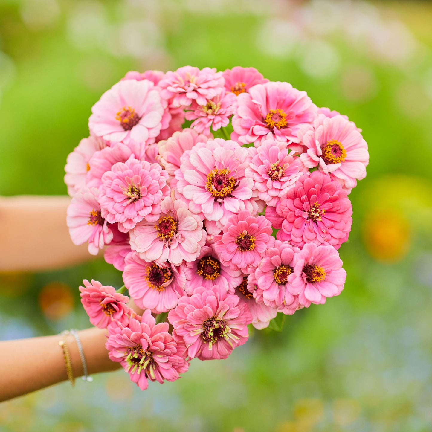 luminosa zinnia