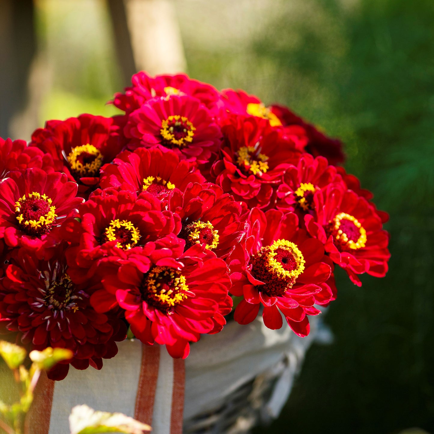 A cluster of bright red Zinnia Meteor flowers with yellow centers, arranged in a bouquet.