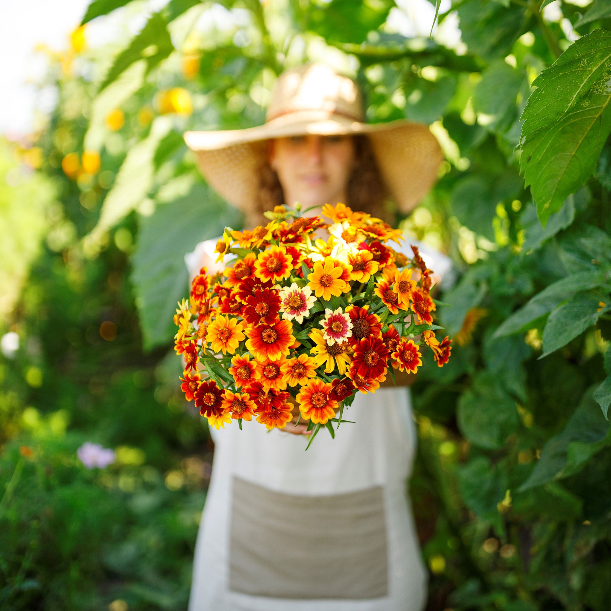 old mexico zinnia