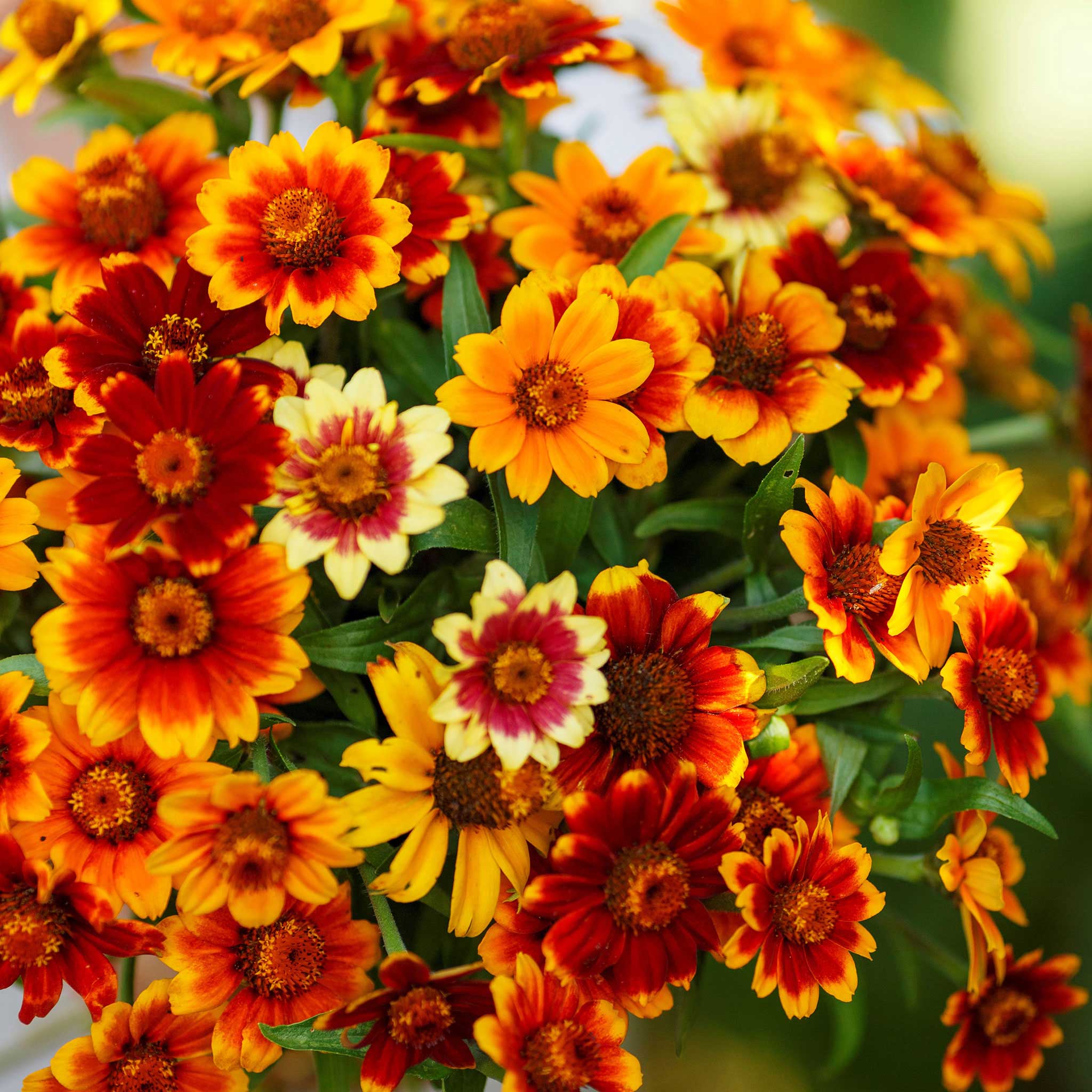 old mexico zinnia