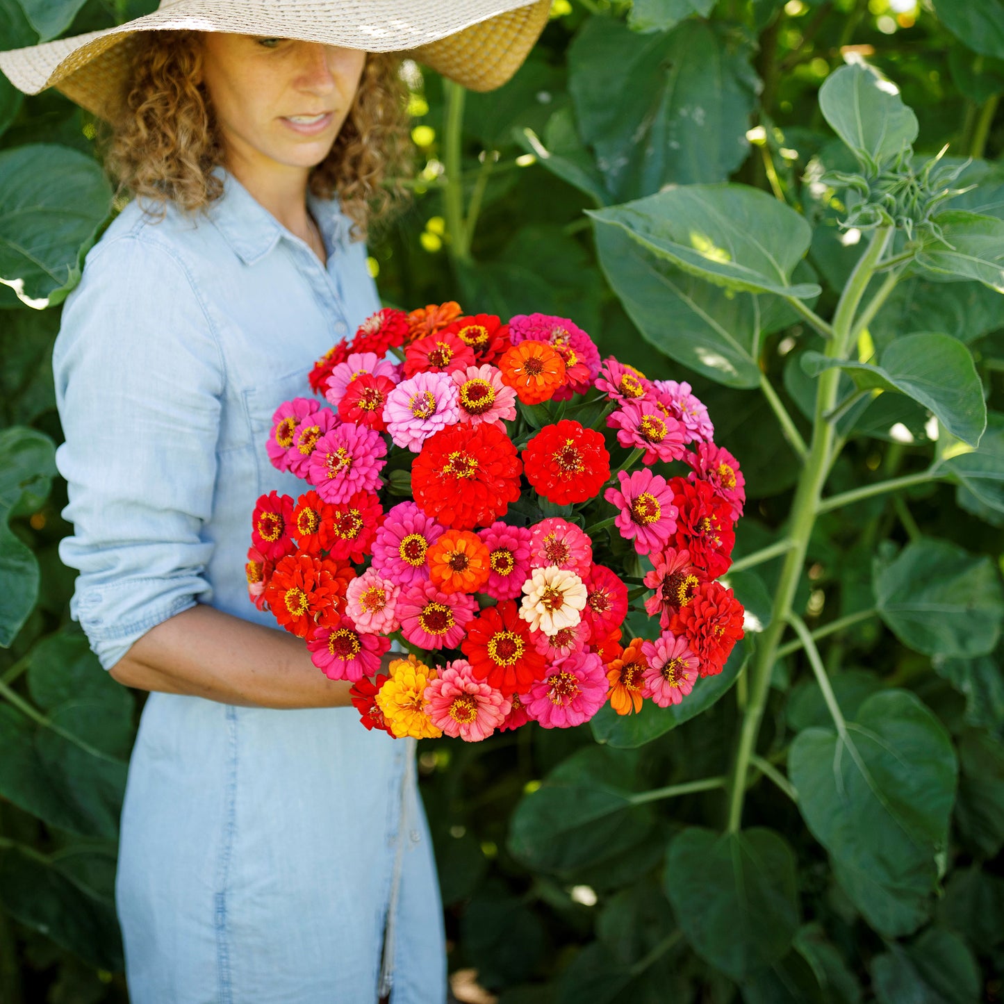 pepito mix zinnia 