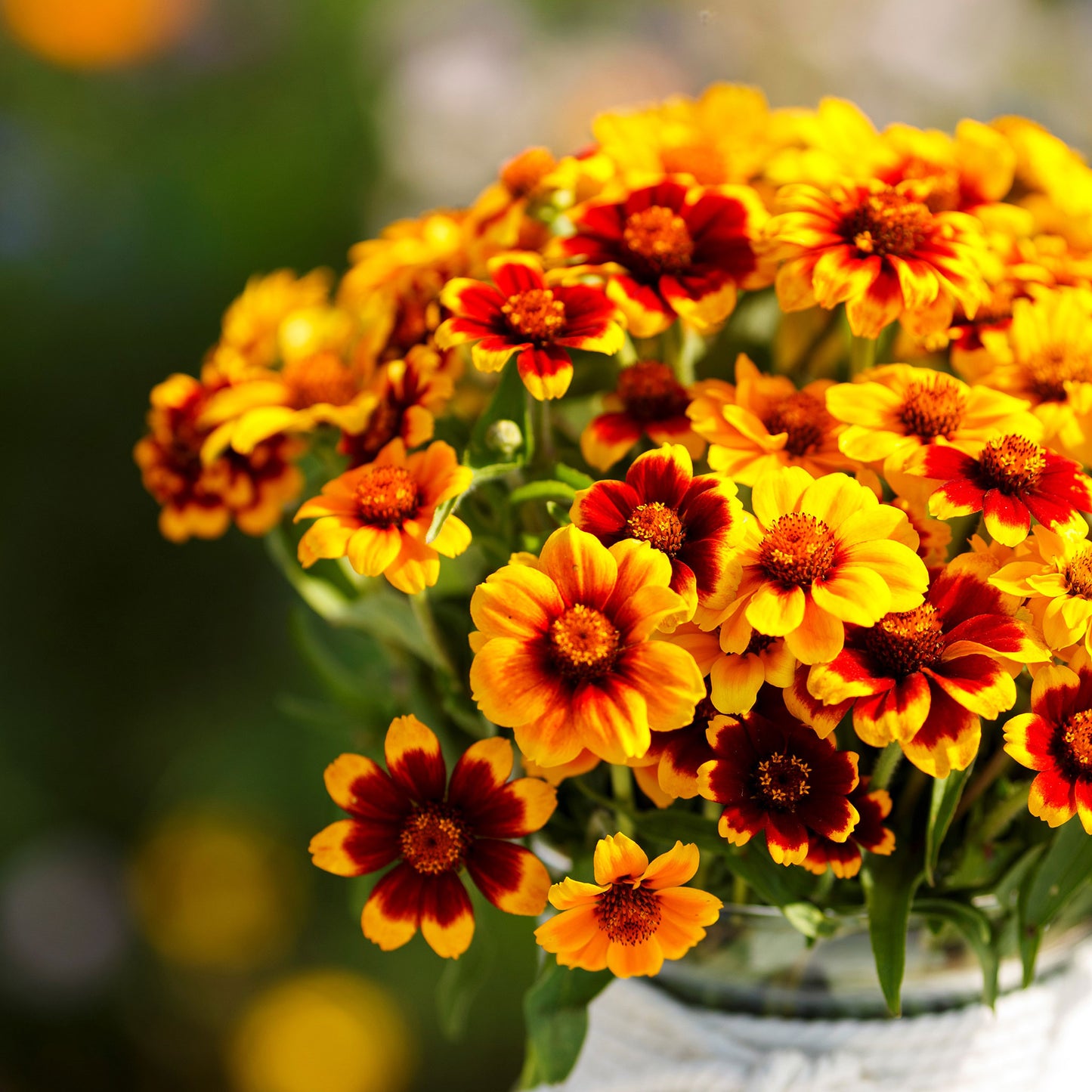 mexican zinnia 