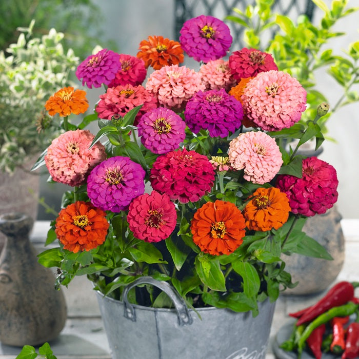 pulcino mix zinnia 