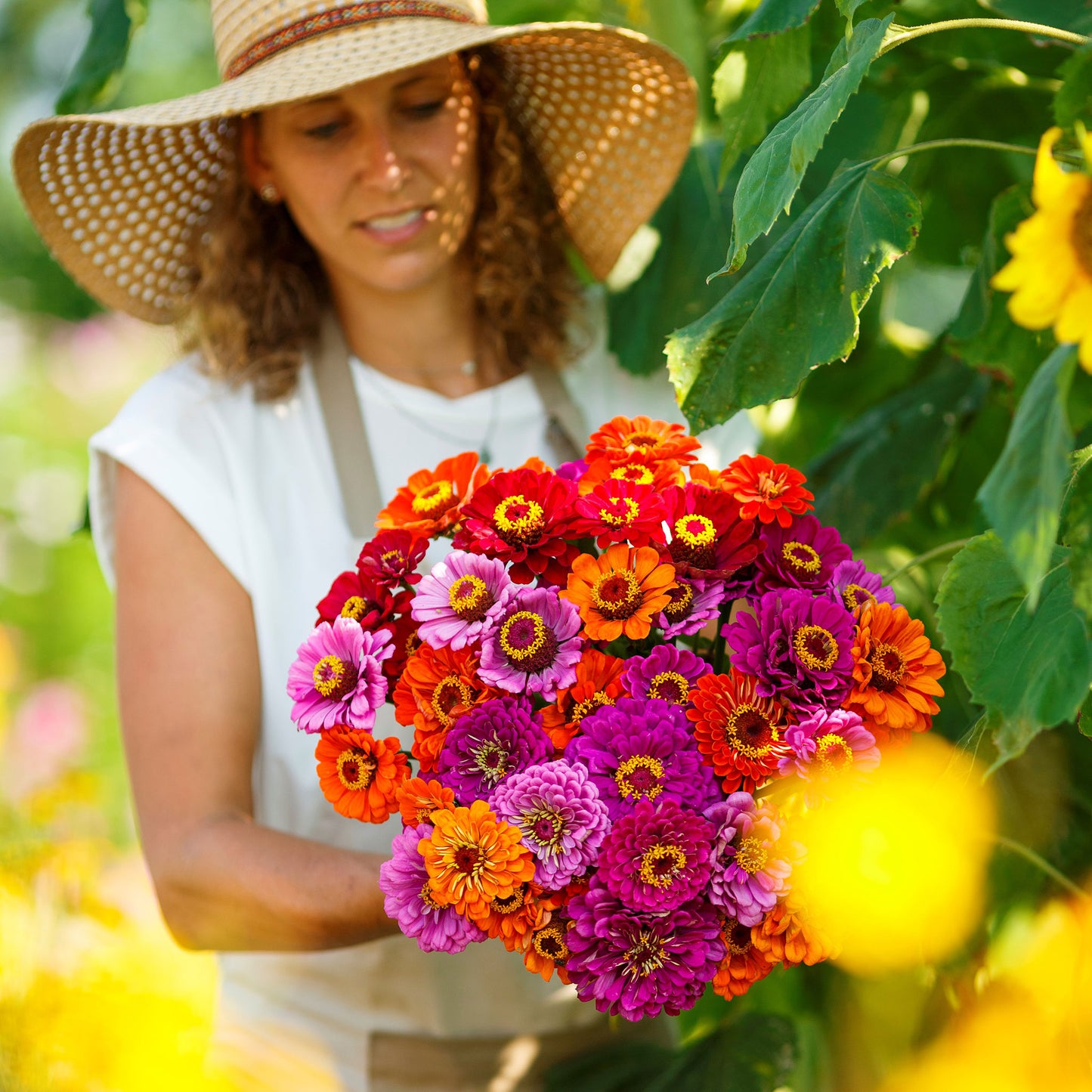 zinnia purple dream mix