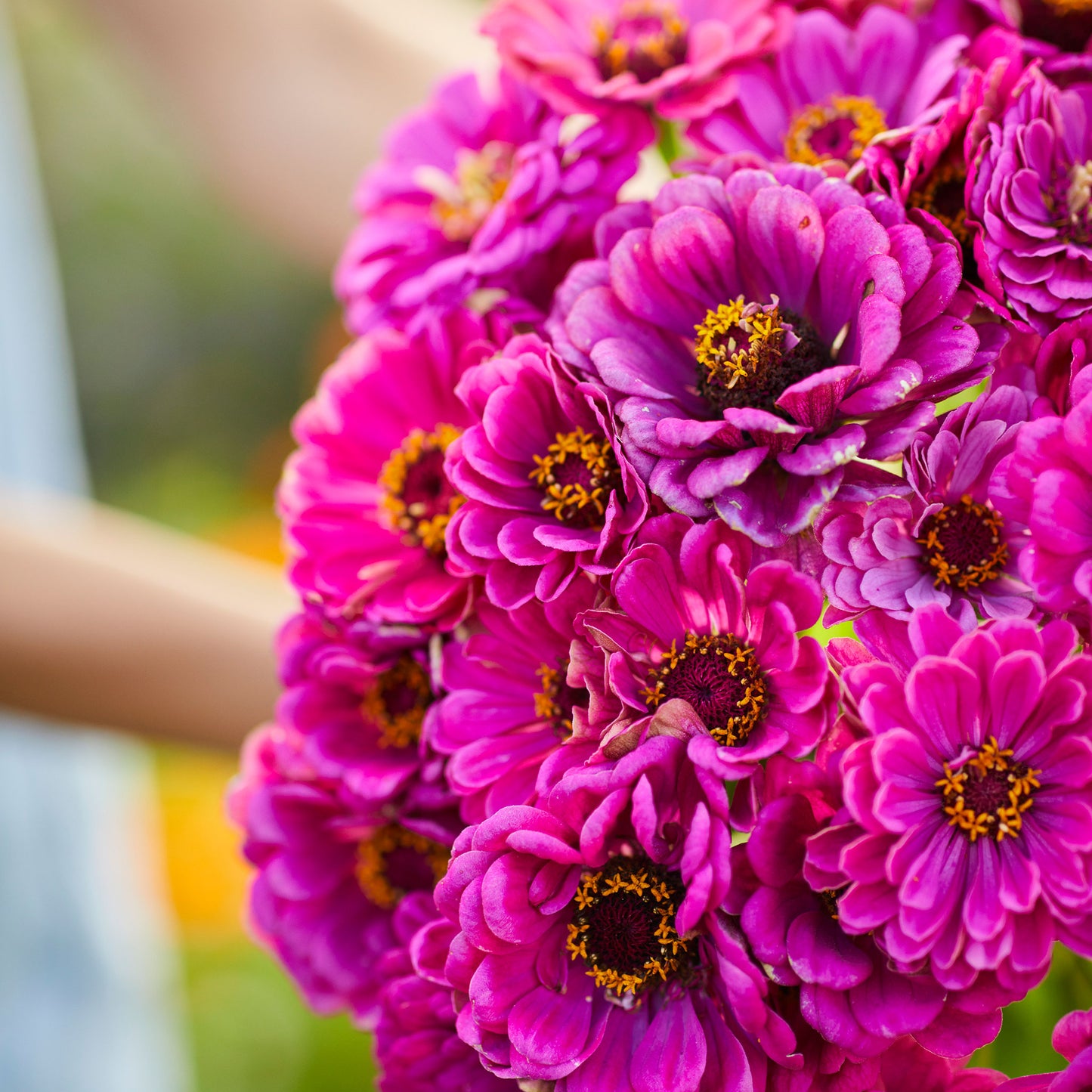 zinnia purple prince