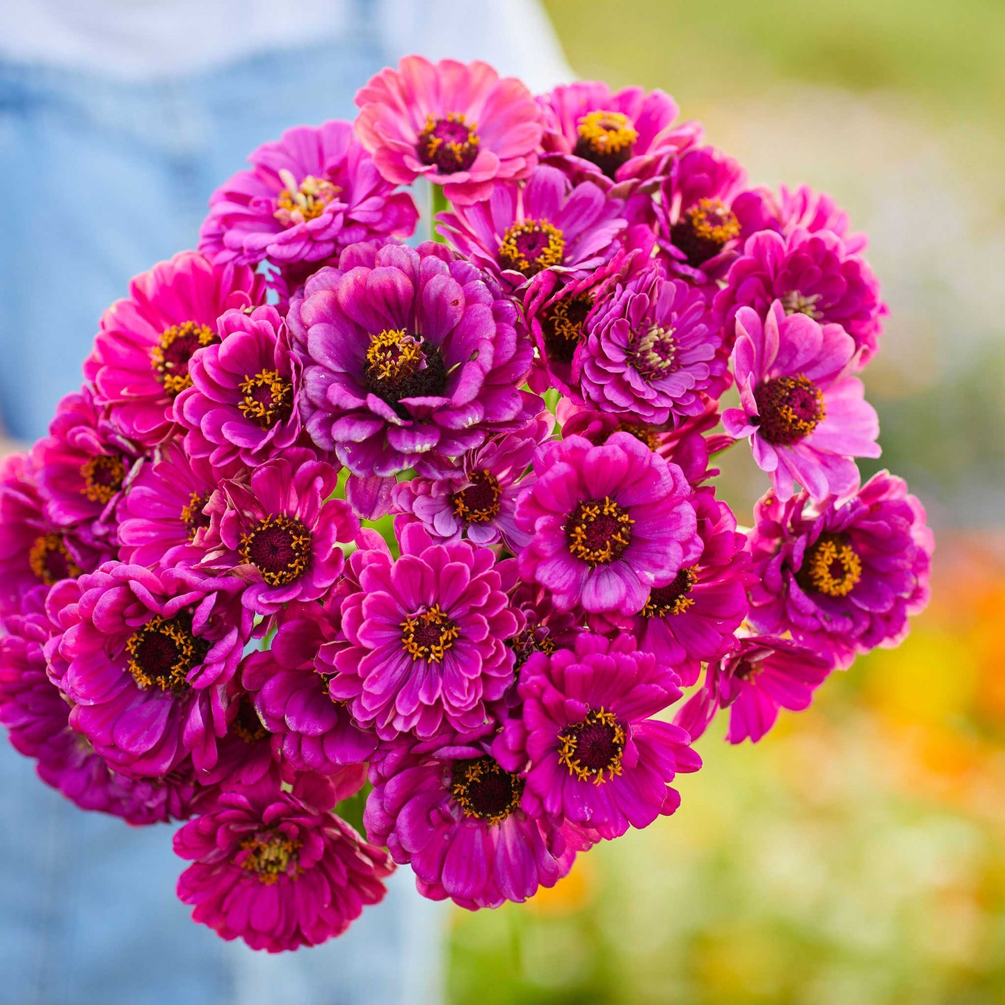 zinnia purple prince