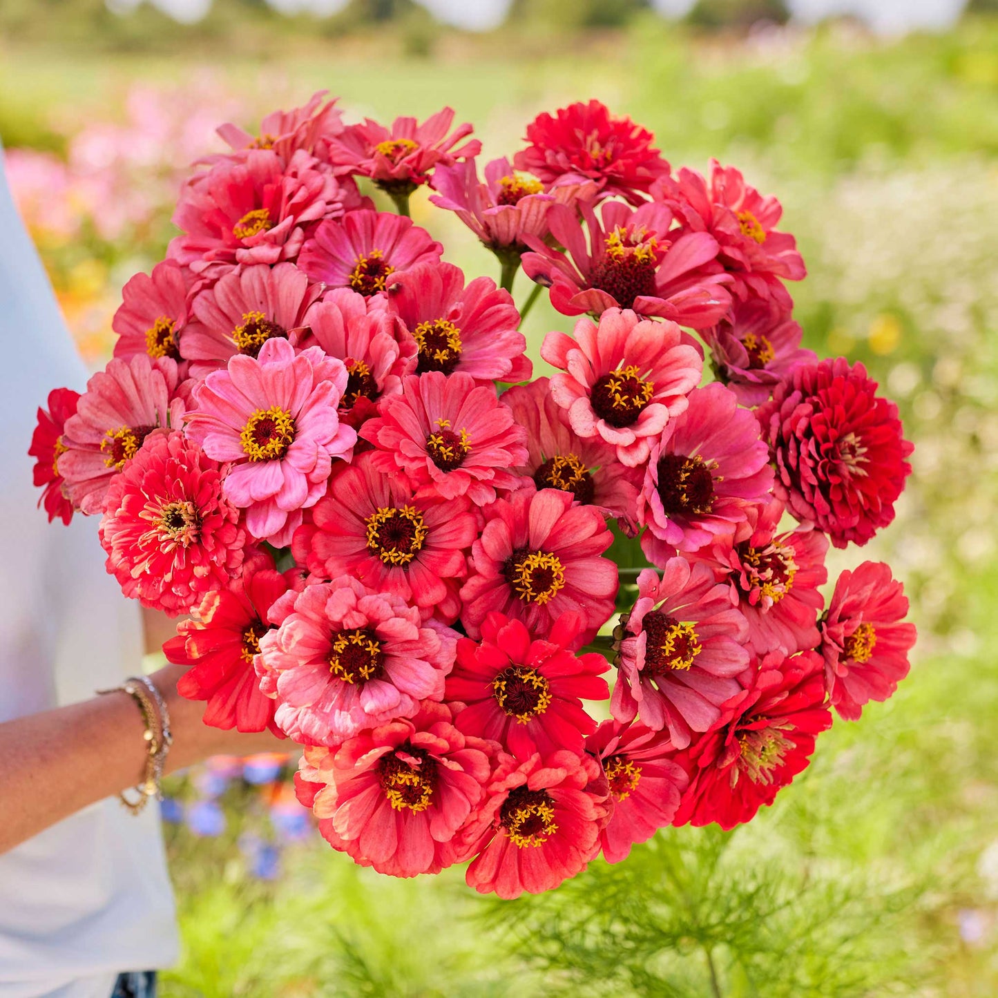 zinnia salmon queen