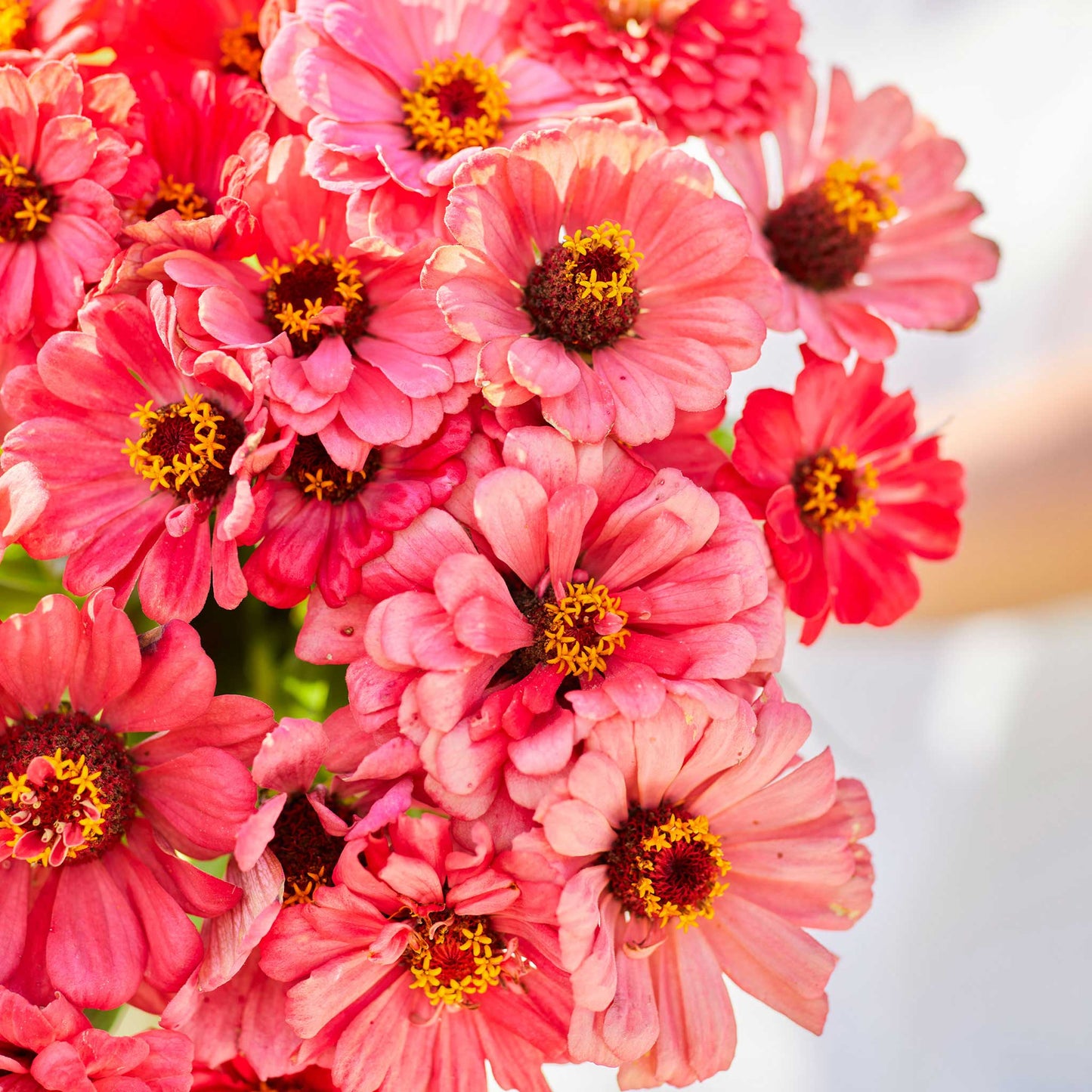 zinnia salmon queen