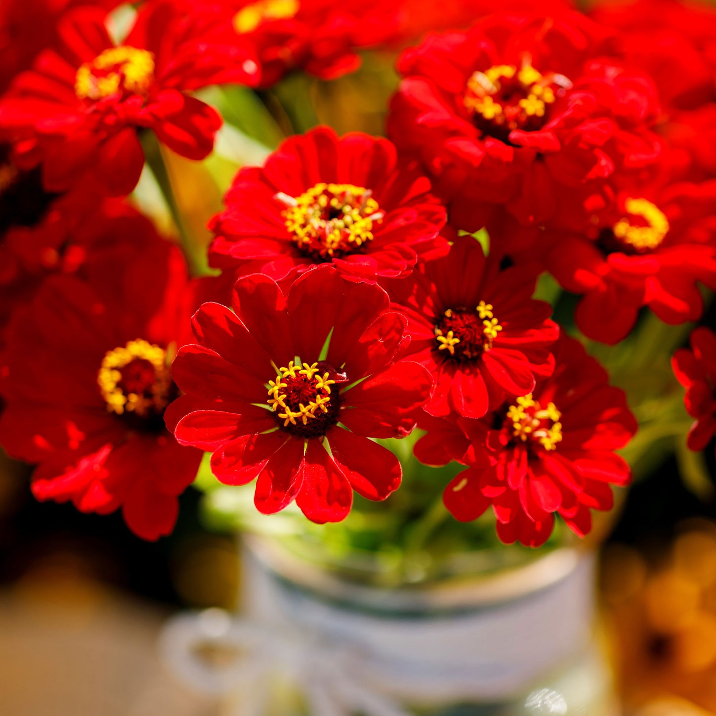 zinnia scarlet flame